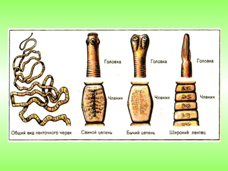 Членики ленточного червя. Ленточные черви широкий лентец. Паразитические ленточные черви строение. Стробил ленточные черви. Ленточные черви свиной цепень.