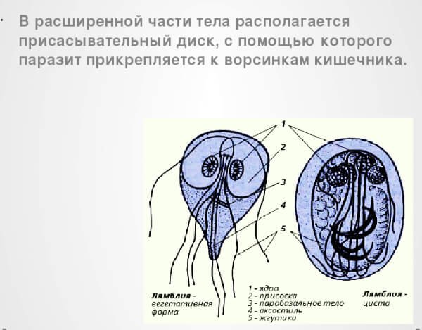 Lamblia intestinalis строение