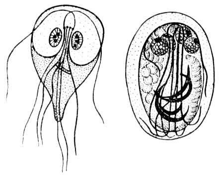 Lamblia intestinalis циста