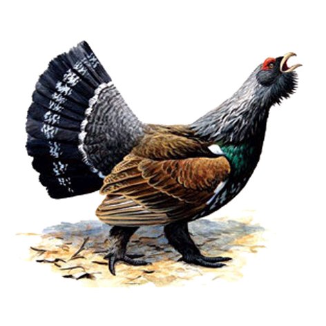 Тетерев на белом фоне