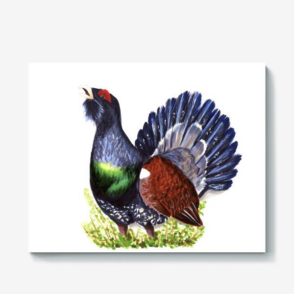 Глухарь иллюстрация