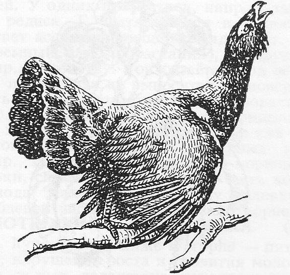 Глухарь раскраска