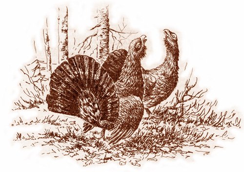 Рябчик черно белый