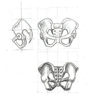 Кости таза Баммес