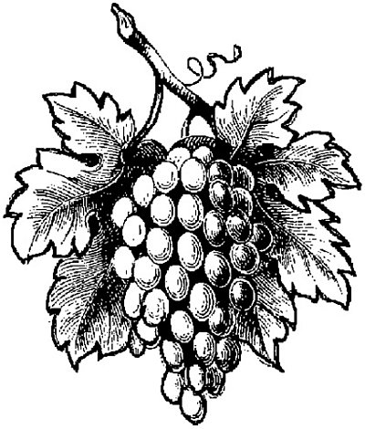 Гроздь винограда