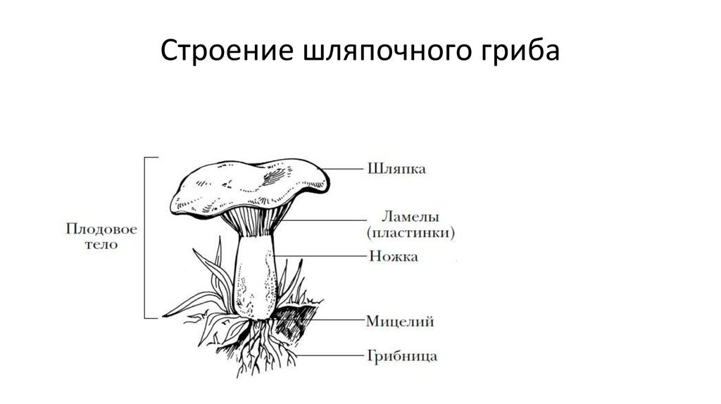 Каковы особенности строения тела гриба. Рисунок схема шляпочного гриба. Строение шляпочного гриба рисунок схема. Строение шляпочных грибов. Шляпочный гриб рисунок.