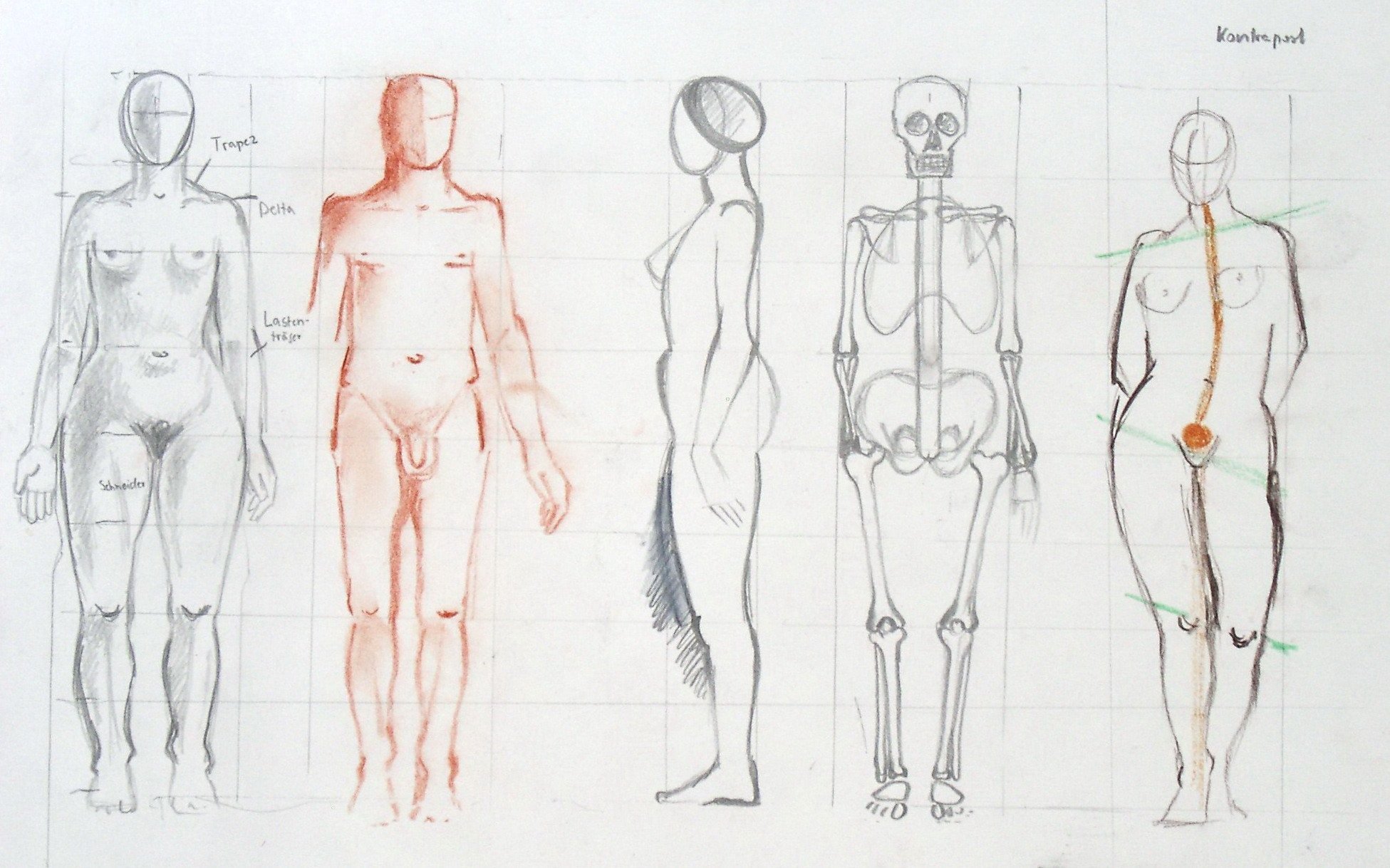 Покажи рисунки тела человека. Тело для рисования. Анатомия тела человека для художников. Человеческая анатомия для рисования. Нарисовать тело.