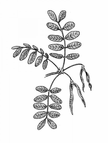 Акация Карагана древовидная