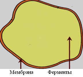 Схематическое изображение лизосомы