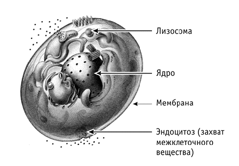 Лизосомы строение рисунок