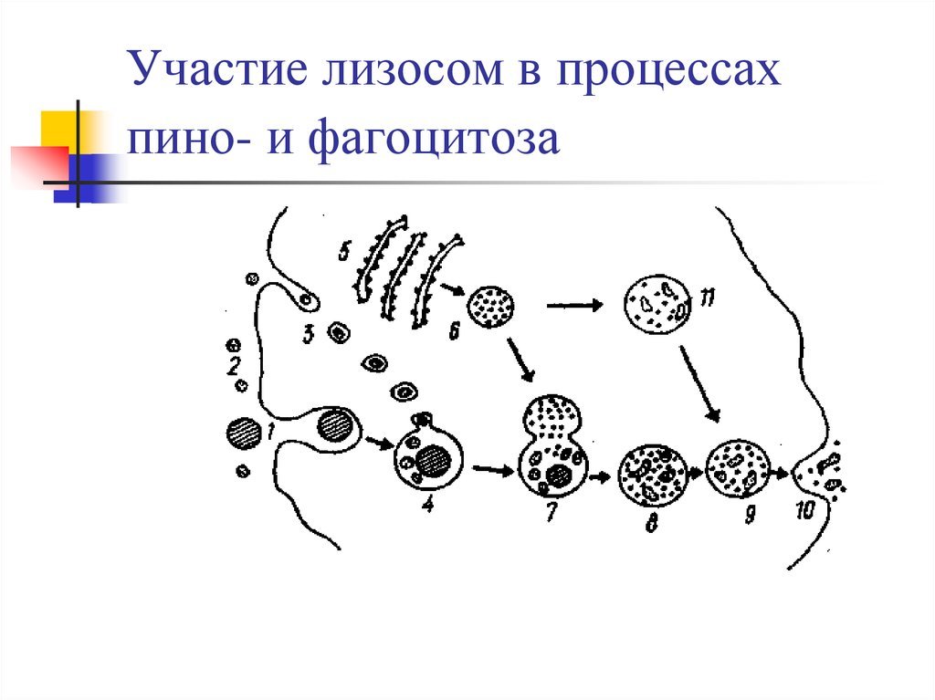 Схема лизосом. Схема строения лизосомы рисунок. Образование лизосом при фагоцитозе. Строение структура лизосомы. Механизм образования лизосом схема.
