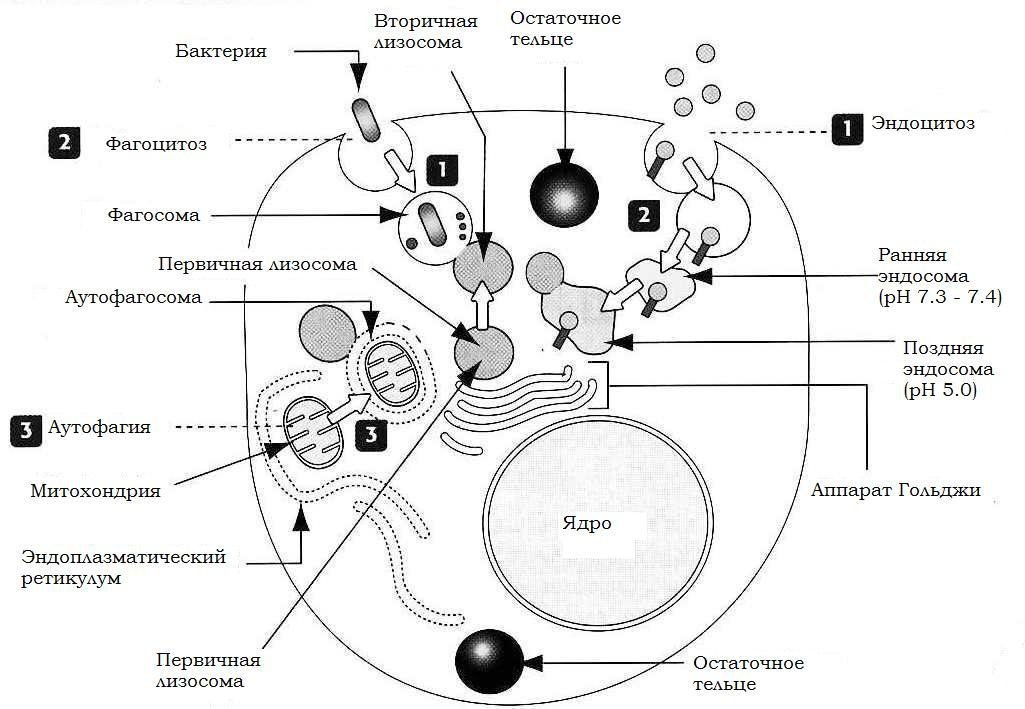 Вторичная лизосома. Схема строения лизосомы. Структура первичных лизосом.
