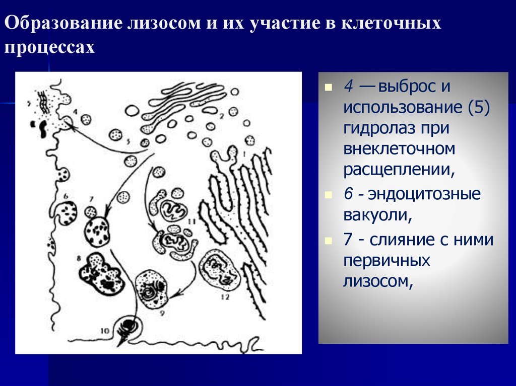 Типы лизосом. Образование лизосом. Образование лизосом и их участие в клеточных процессах. Лизосомы фагоцитирующих клеток.. Этапы формирования лизосом.
