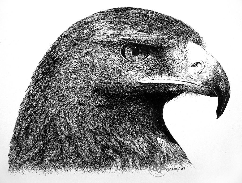 Рисунок орла. Орел рисунок. Голова орла эскиз. Орел карандашом. Изображение головы орла.