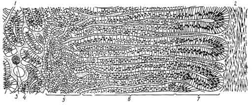 Надпочечник лошади гистология