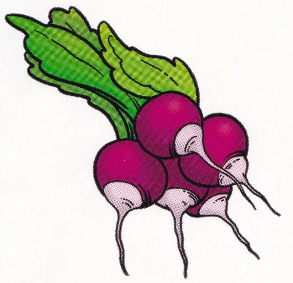 Редиска для детей