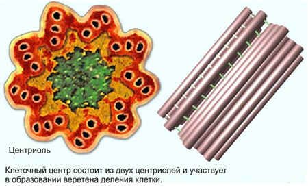 Центриоль и микротрубочки клеточного центра функции