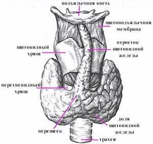 Щитовидная железа строение анатомия