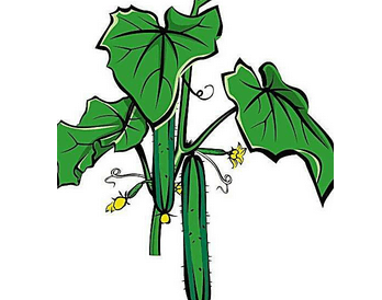 Срисовать огурец с листьями