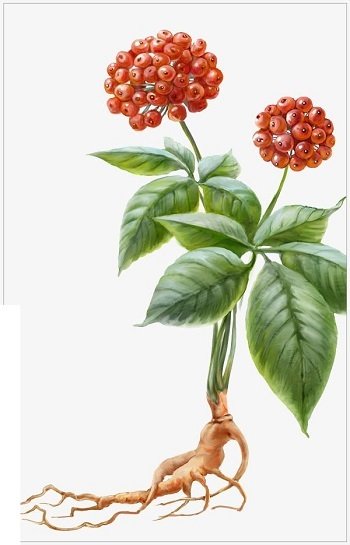 Женьшень настоящий Фармакогнозия