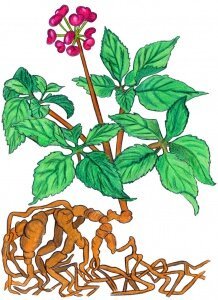 Растения адаптогены