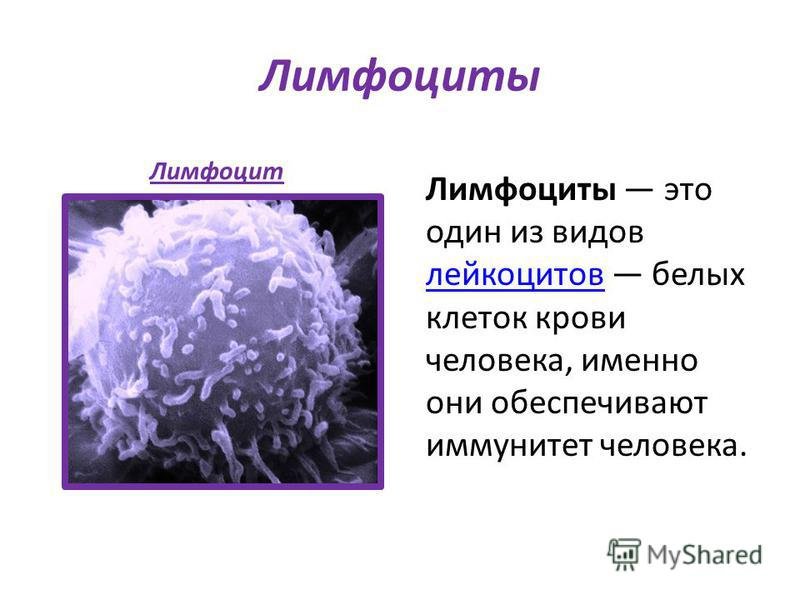 Лимфоциты структура. Лимфоциты строение кратко. B лимфоциты строение. Т лимфоциты строение.