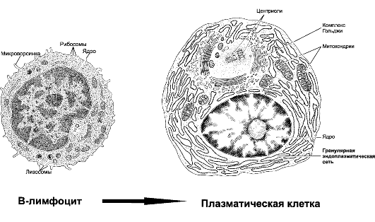 Лимфоциты СД
