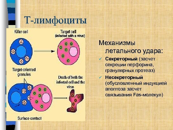 Лимфоциты структура. B лимфоциты строение. Т лимфоциты строение. Лимфоциты строение. Лимфоциты строение и функции.