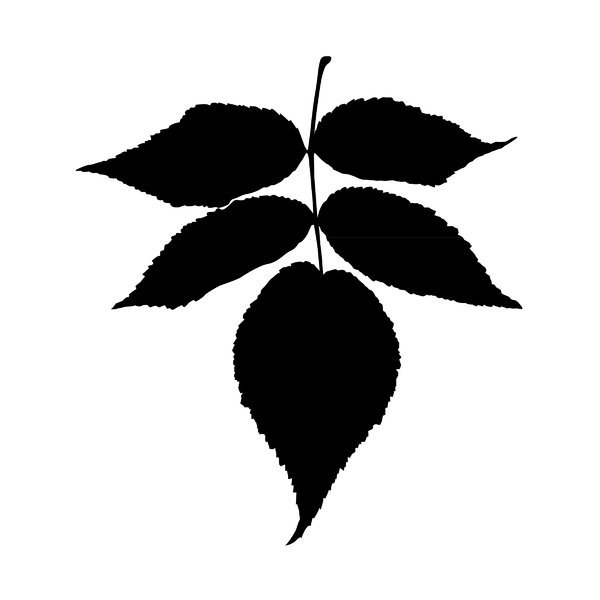 Ясень листья