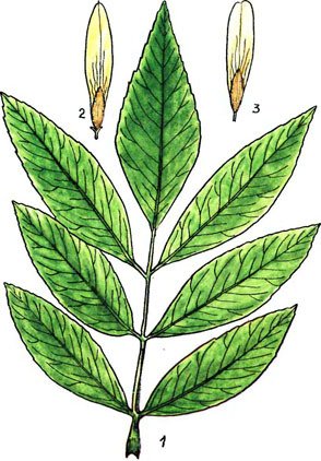 Лист рябины