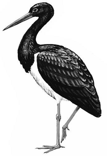 Черный Аист нарисовать