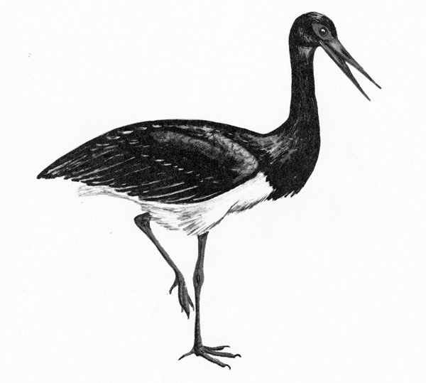 Черный Аист