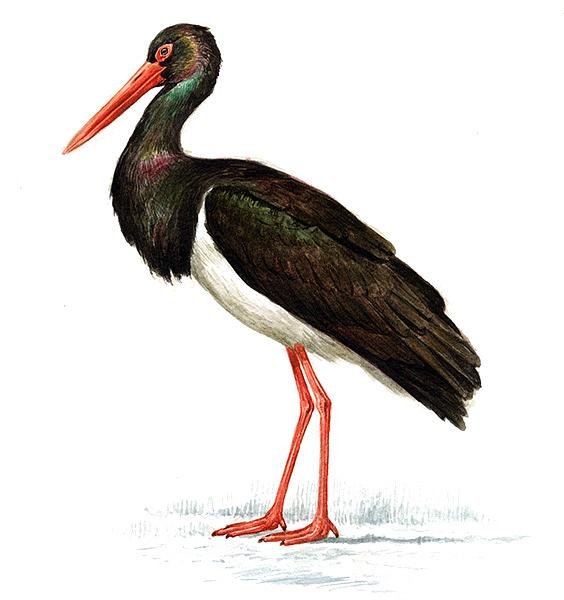 Черный Аист