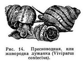 Лужанка ЖИВОРОДКА большая рисунок