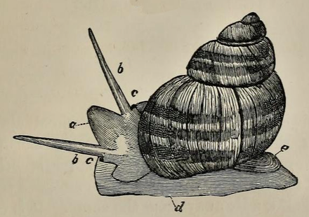 Улитка Лужанка строение