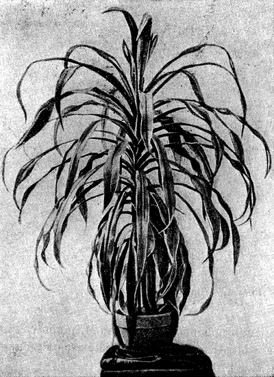 Драцена Пальма ананас