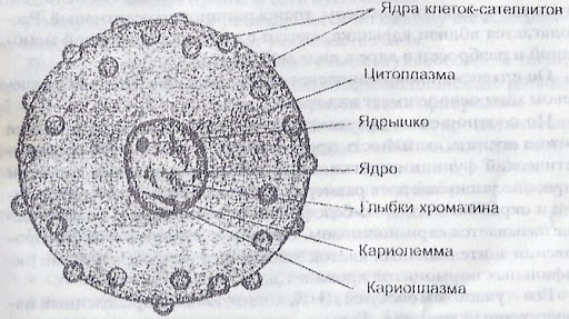 Строение клеточного ядра рисунок
