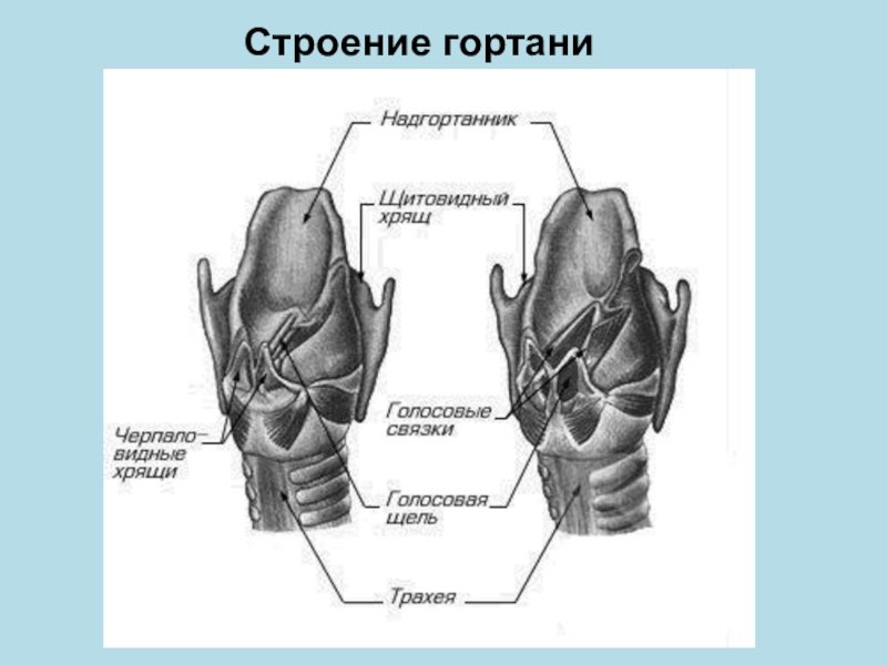 На рисунке изображено строение гортани выберите две. Гортань вид спереди анатомия. Хрящи гортани анатомия. Строение гортани человека ЕГЭ биология.