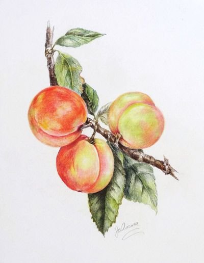 Персики на ветке акварель