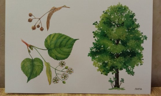 Осеннее дерево карандашом