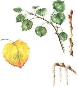 Дерево для рисования