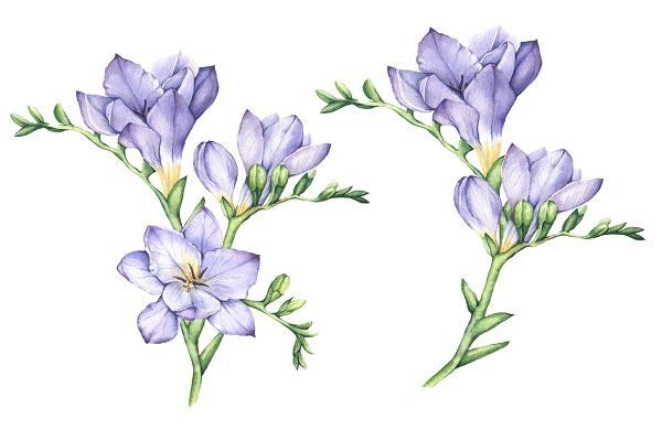 Фрезия акварель