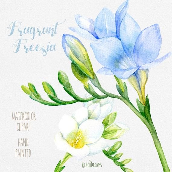 Фрезия рисунок