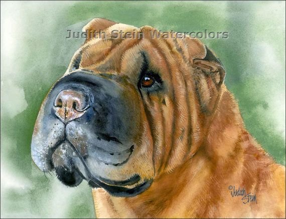 Шарпей рисунок