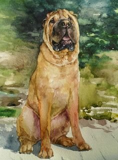 Рисунок собаки акварелью шарпей