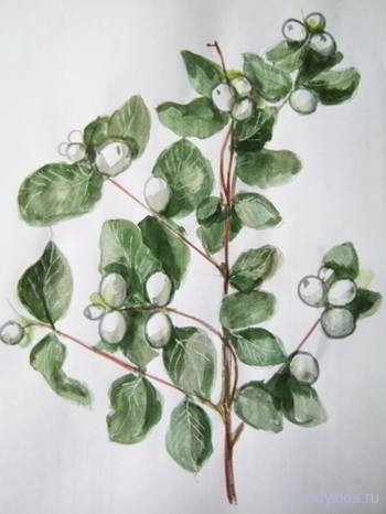 Снежноягодник иллюстрации