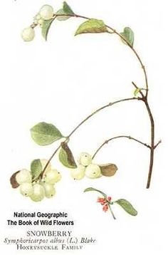 Гортензия акварель