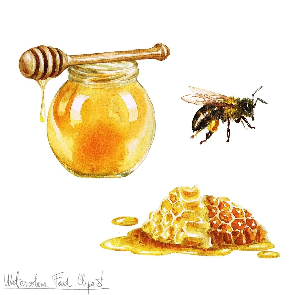 Мед рисунок