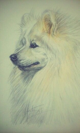 Самоед рисунок карандашом