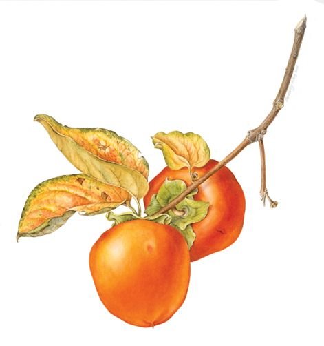 Акварель фрукты-хурма